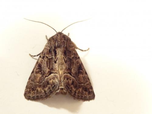 Réf. 198 295 : Thalpophila matura